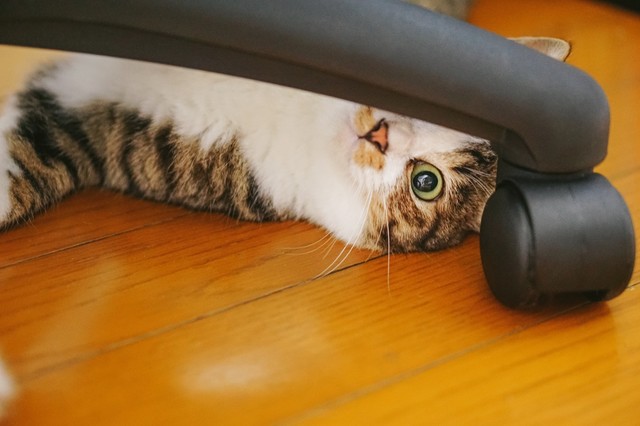 isunoshitanyanko_TP_V.jpg
