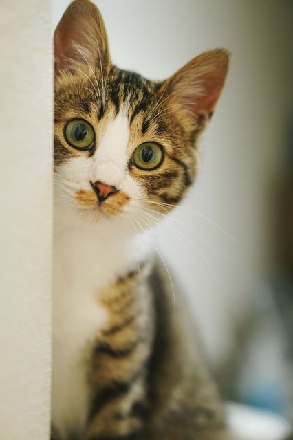 nekohamita171027_TP_V4.jpg